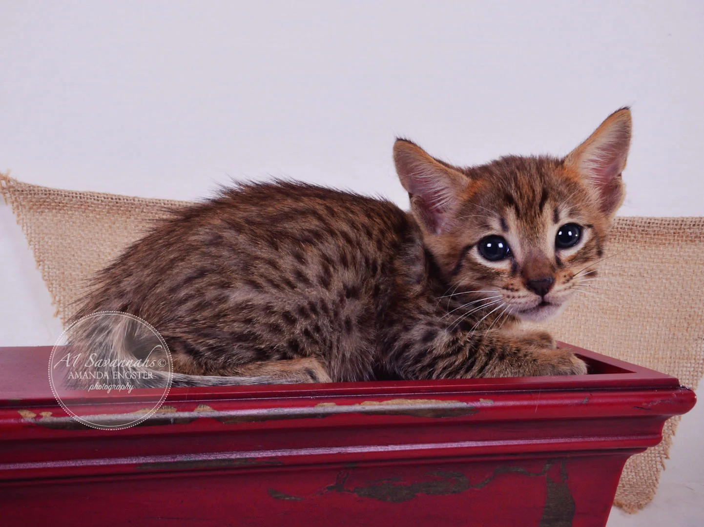 A1Savannahs Faye F4 Female Savannah Kitten