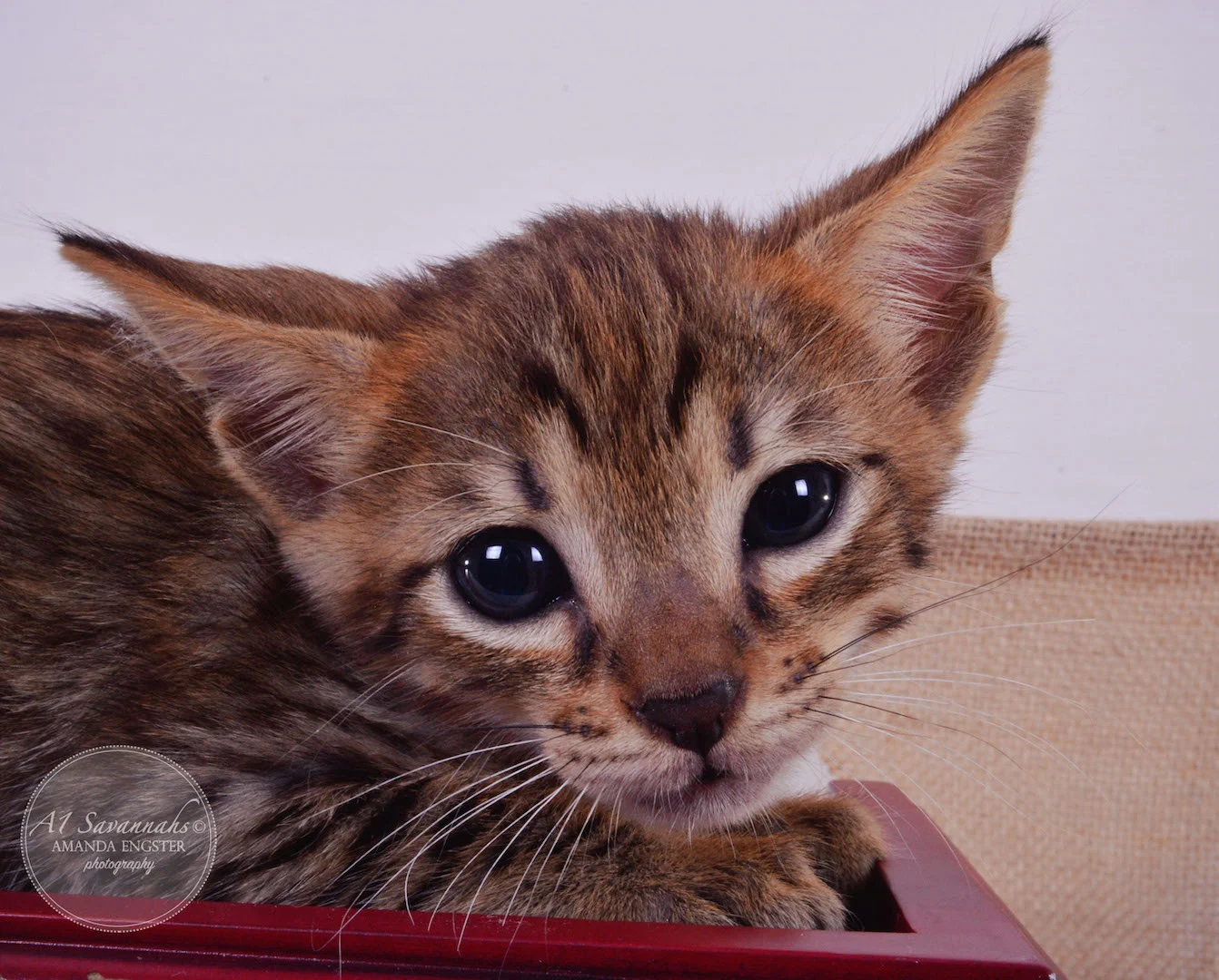A1Savannahs Faye F4 Female Savannah Kitten