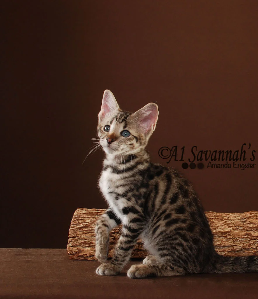 A1Savannahs Porsche F2 Female Savannah Kitten
