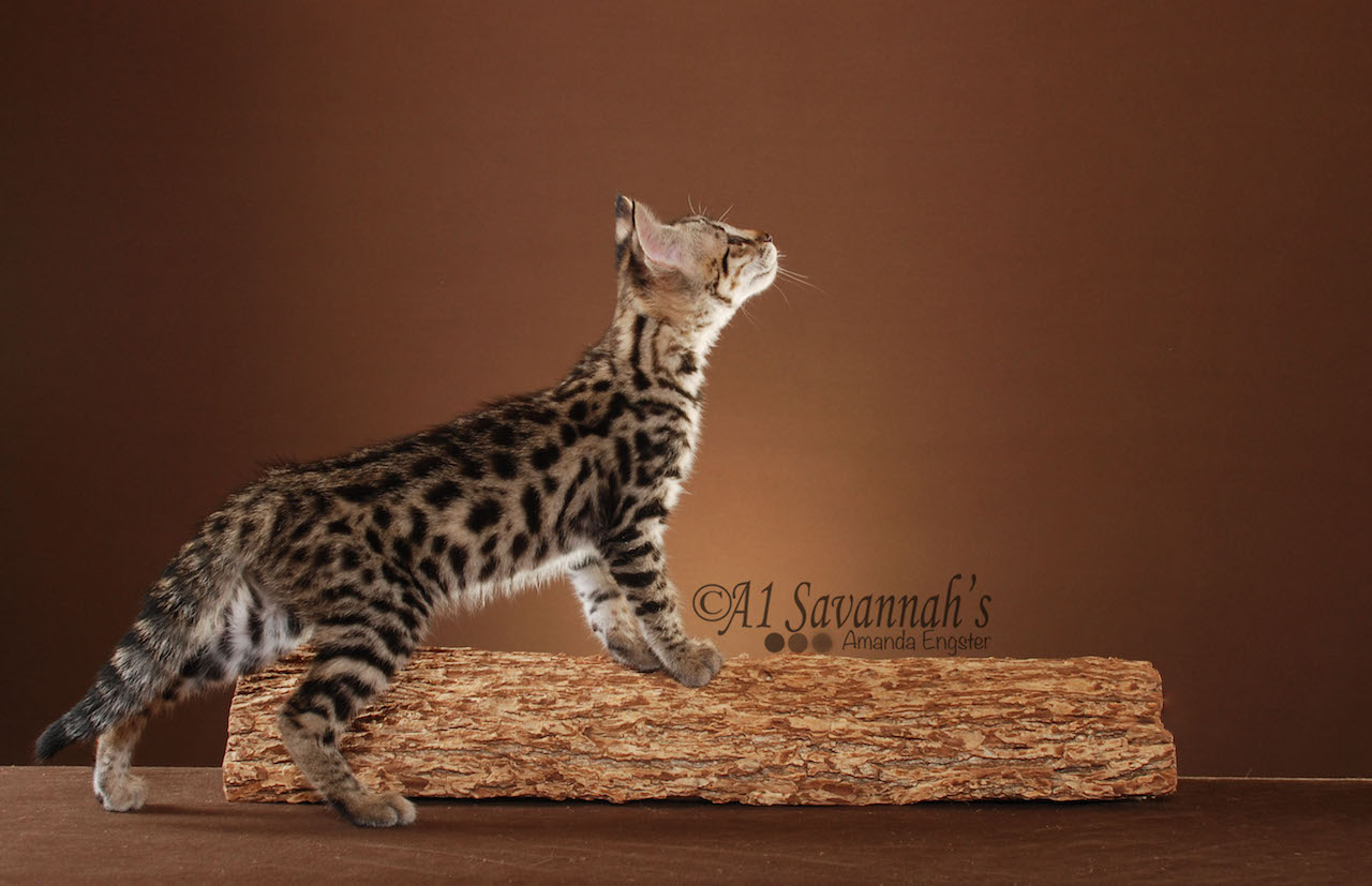 A1Savannahs Porsche F2 Female Savannah Kitten