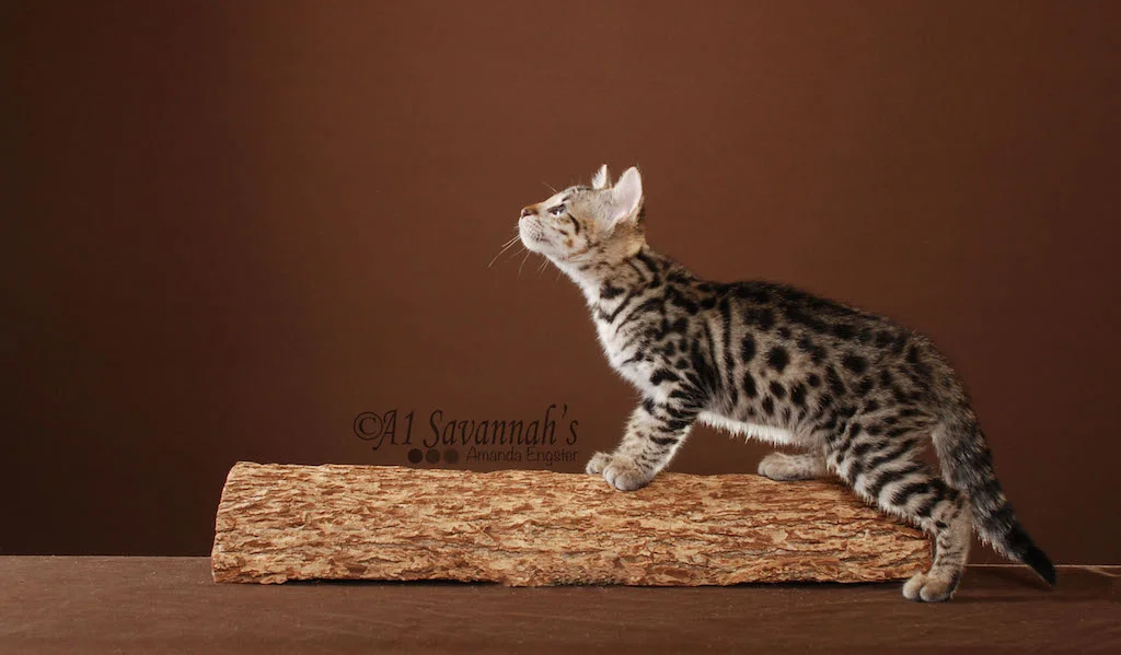A1Savannahs Porsche F2 Female Savannah Kitten