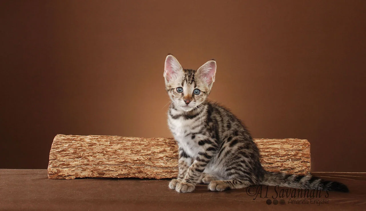A1Savannahs Porsche F2 Female Savannah Kitten