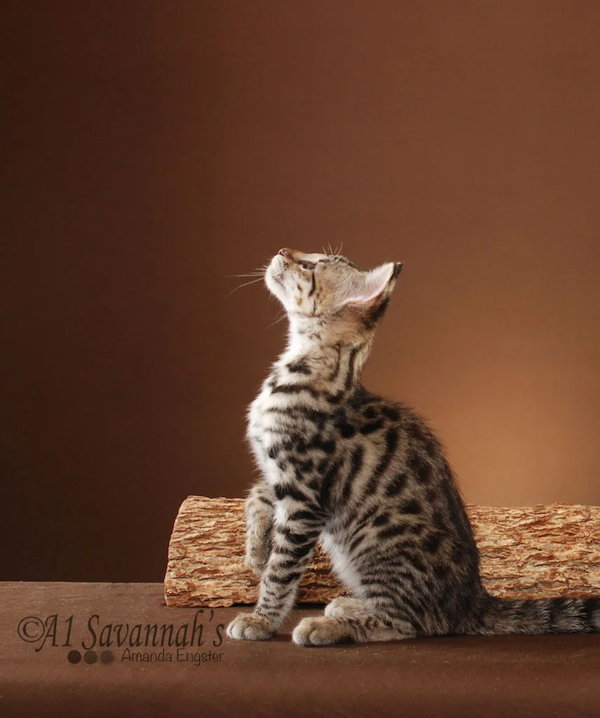 A1Savannahs Porsche F2 Female Savannah Kitten