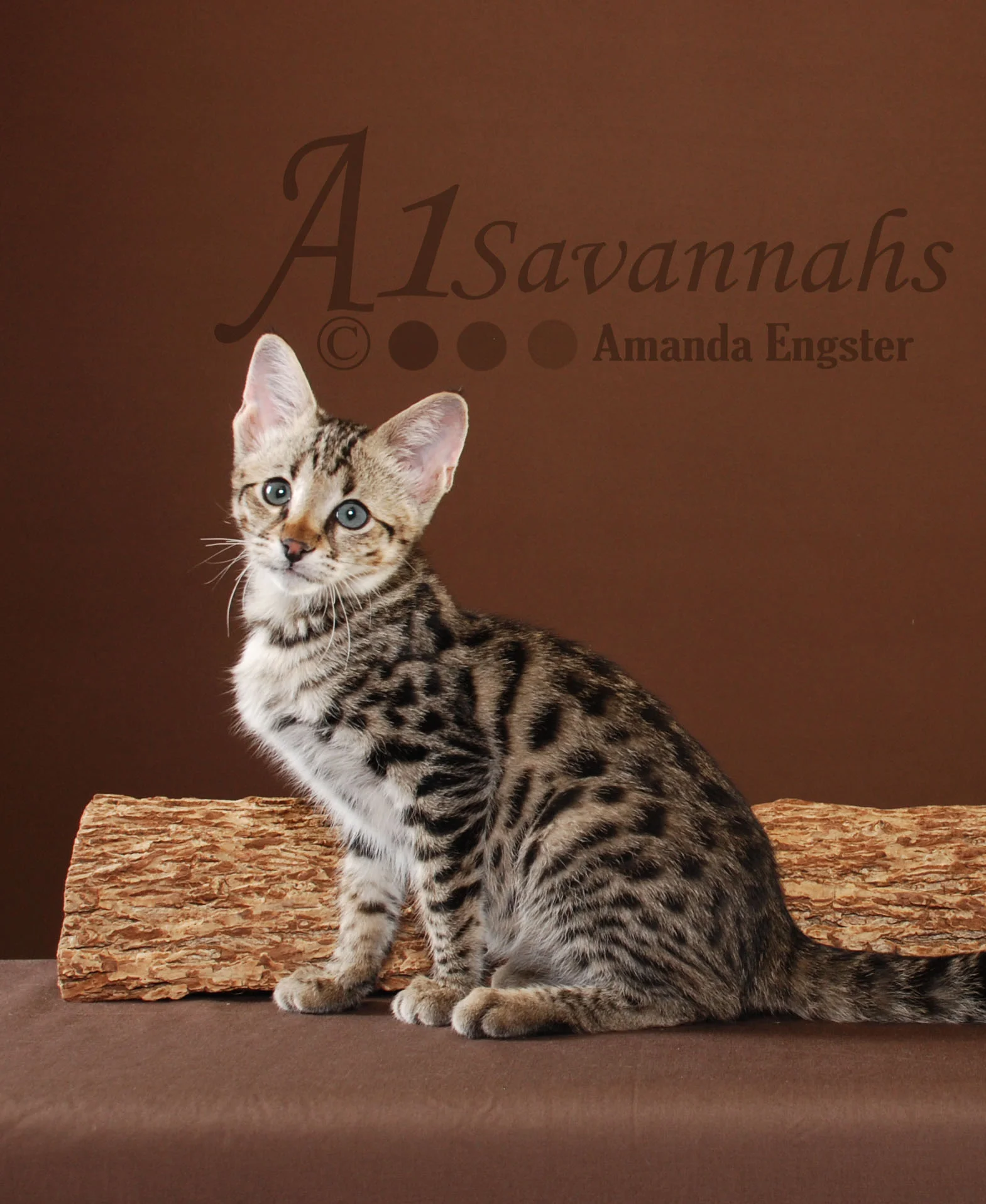 A1Savannahs Porsche F2 Female Savannah Kitten