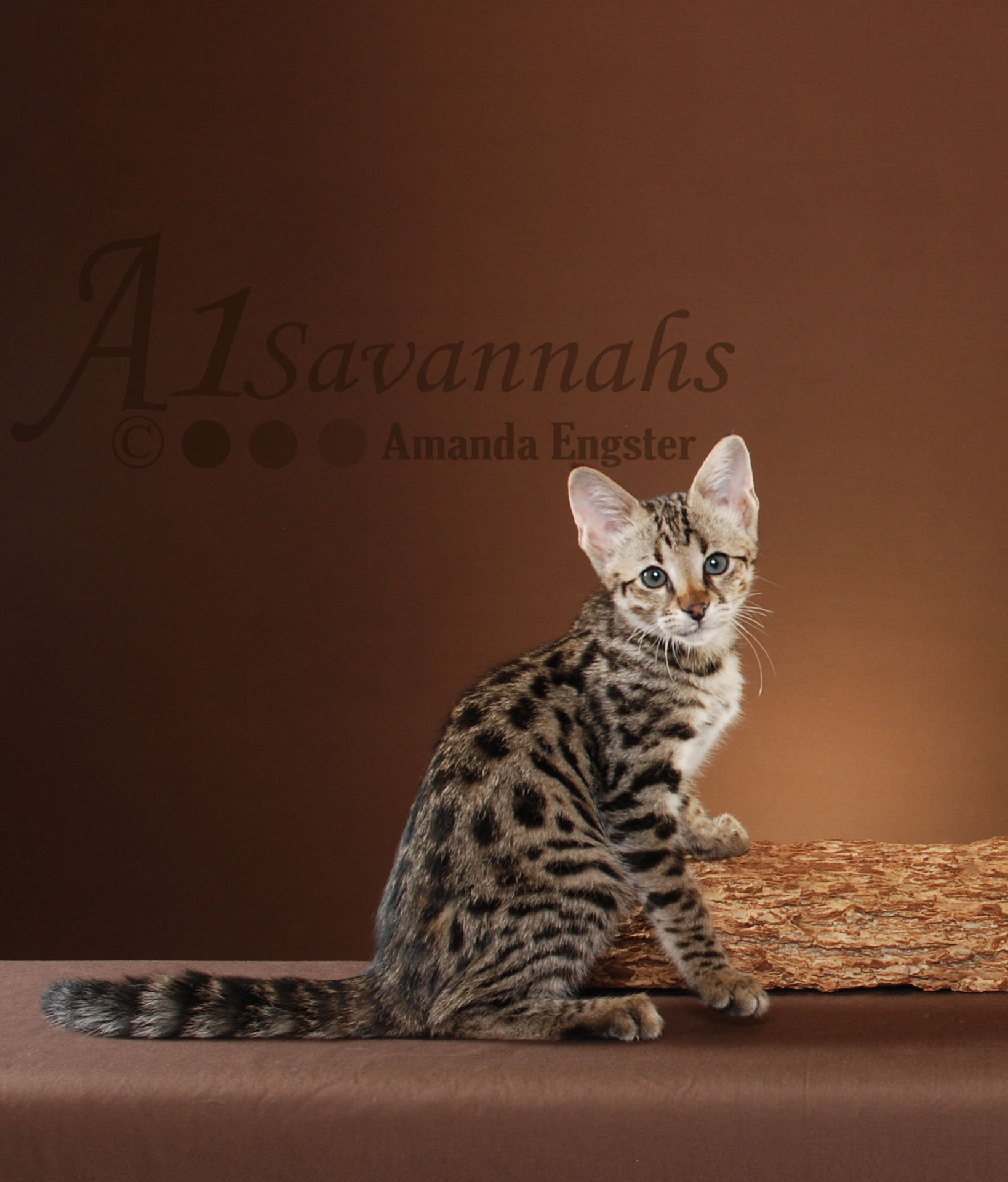 A1Savannahs Porsche F2 Female Savannah Kitten