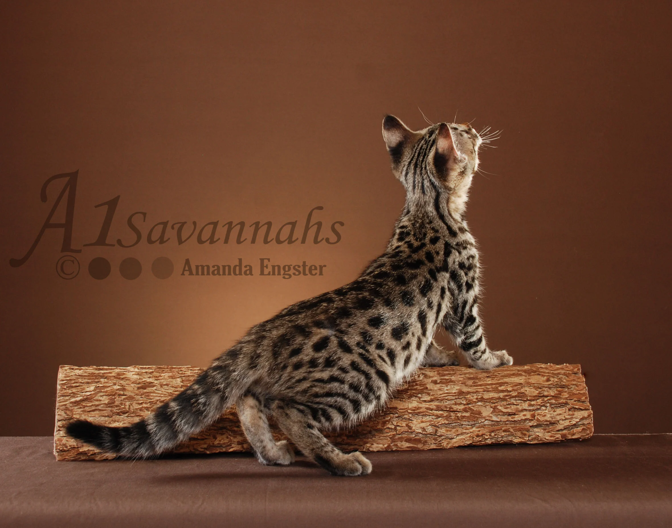 A1Savannahs Porsche F2 Female Savannah Kitten