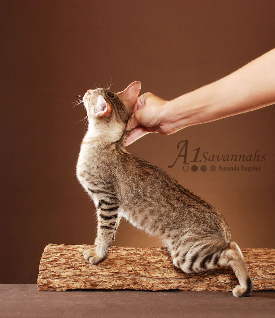 A1Savannahs Hendricks SBT Male Savannah Kitten