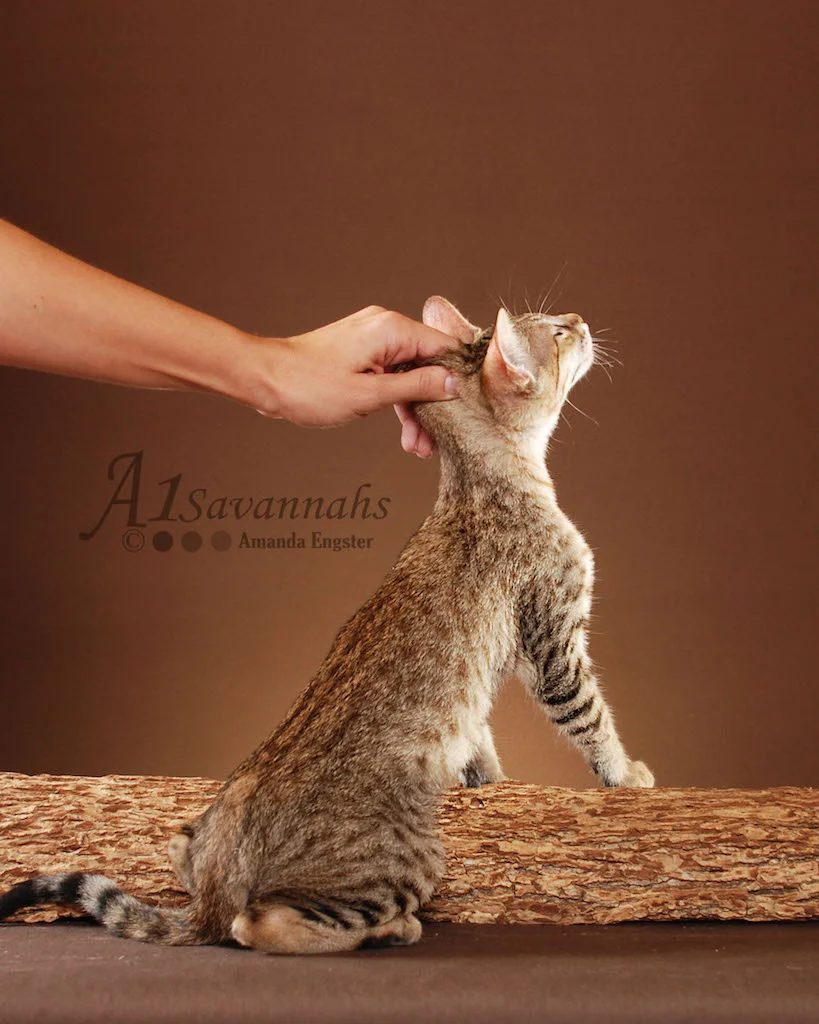 A1Savannahs Hendricks SBT Male Savannah Kitten