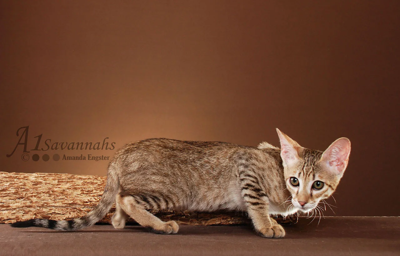 A1Savannahs Hendricks SBT Male Savannah Kitten