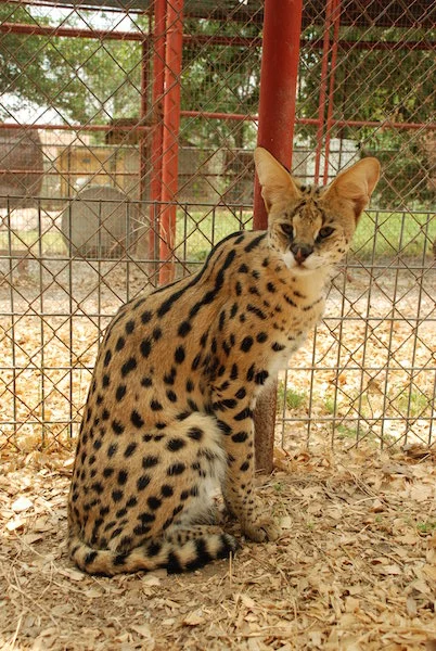 male serval