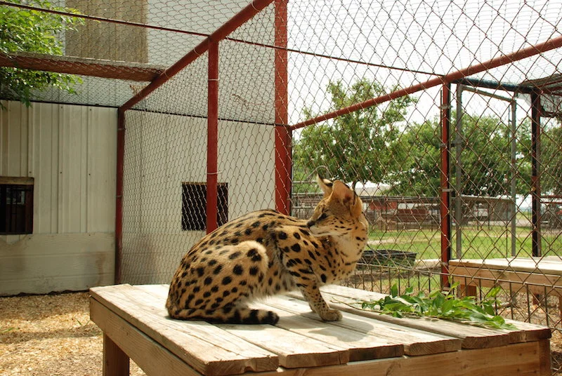 A1Savannahs Savannahs Monti Male Serval