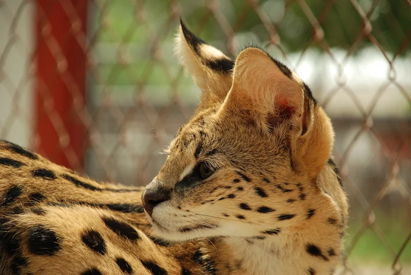 A1Savannahs Savannahs Monti Male Serval