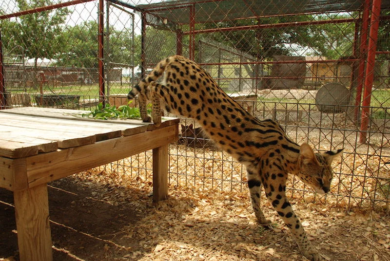 A1Savannahs Savannahs Monti Male Serval