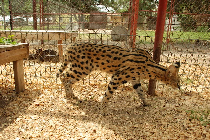 A1Savannahs Savannahs Monti Male Serval