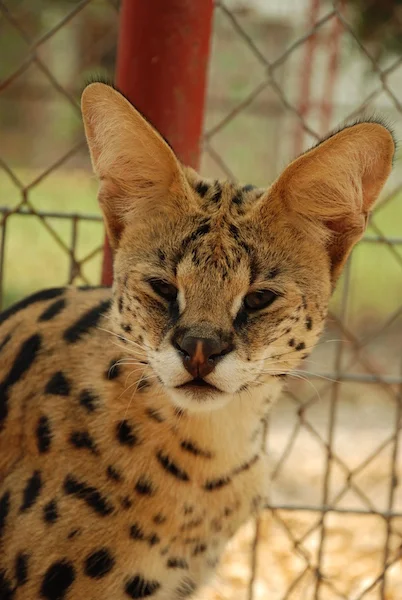 A1Savannahs Savannahs Monti Male Serval
