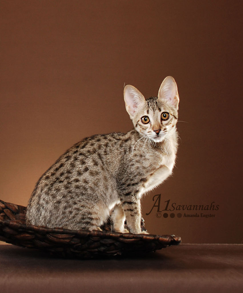 A1Savannahs Amari F5 Female Savannah Kitten