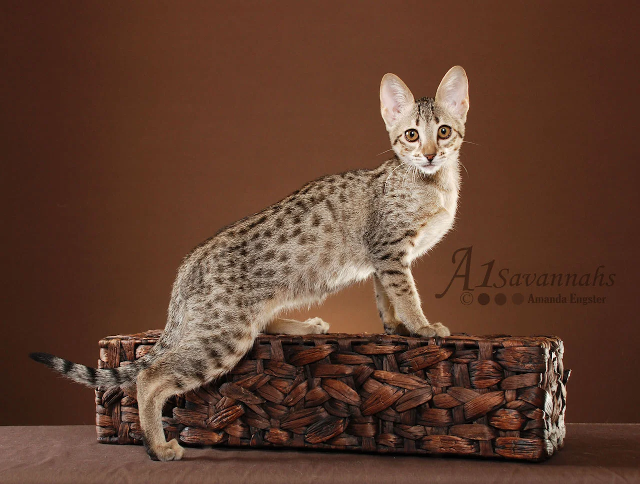 A1Savannahs Amari F5 Female Savannah Kitten