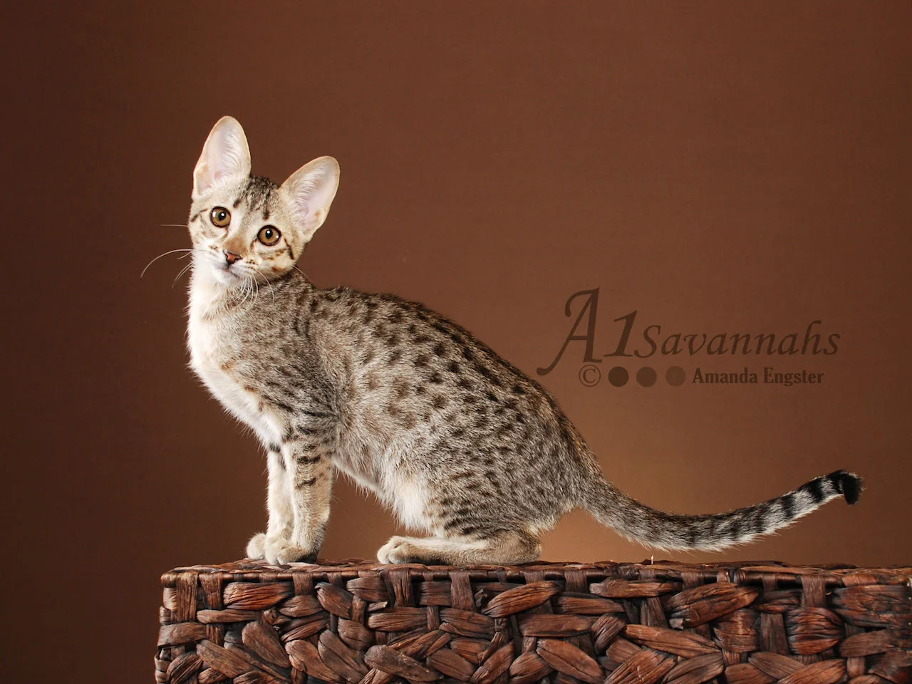 A1Savannahs Amari F5 Female Savannah Kitten