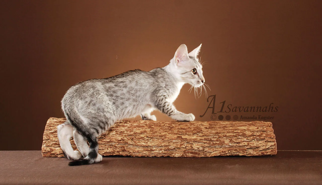 A1Savannahs Opal SBT Female Savannah Kitten