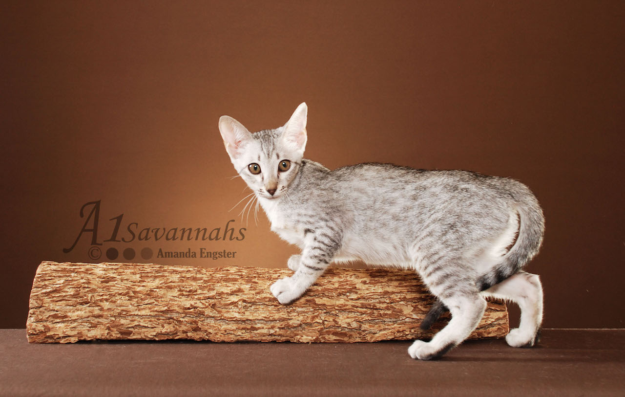 A1Savannahs Opal SBT Female Savannah Kitten