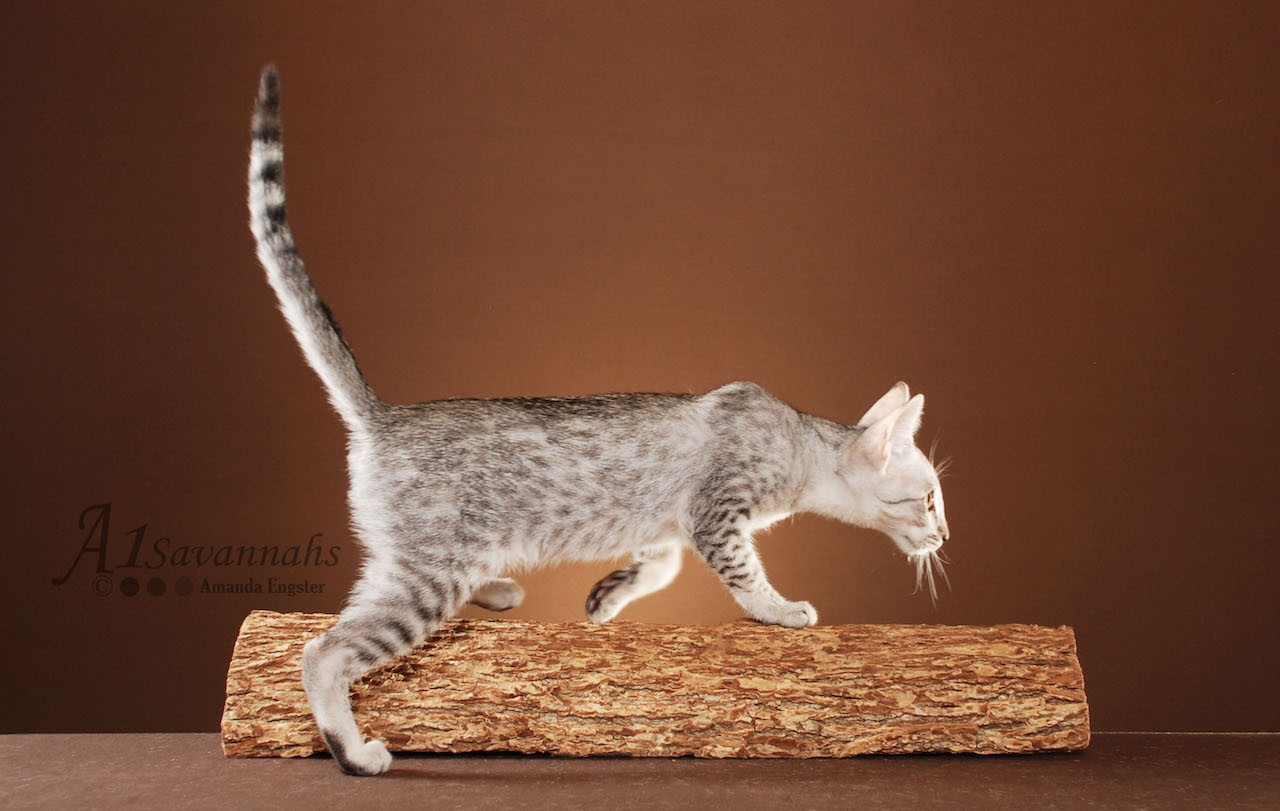 A1Savannahs Opal SBT Female Savannah Kitten