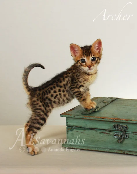 A1Savannahs Archer F3 Male Savannah Kitten