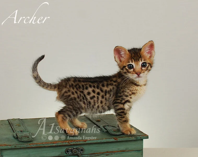 A1Savannahs Archer F3 Male Savannah Kitten