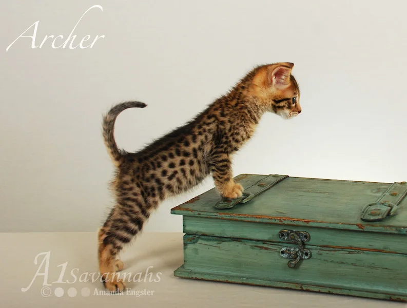 A1Savannahs Archer F3 Male Savannah Kitten
