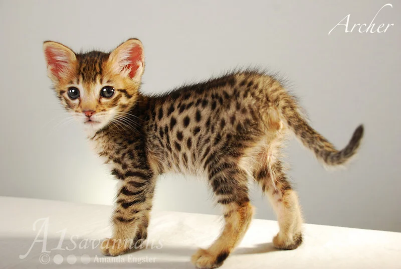 A1Savannahs Archer F3 Male Savannah Kitten