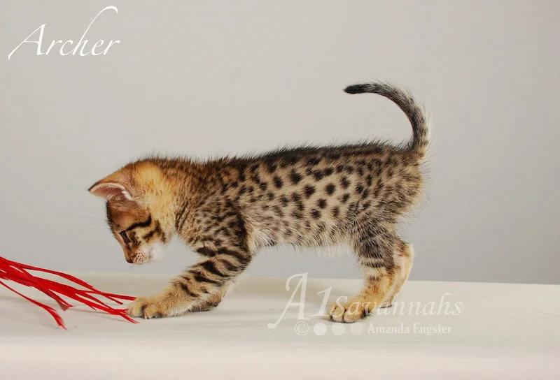 A1Savannahs Archer F3 Male Savannah Kitten