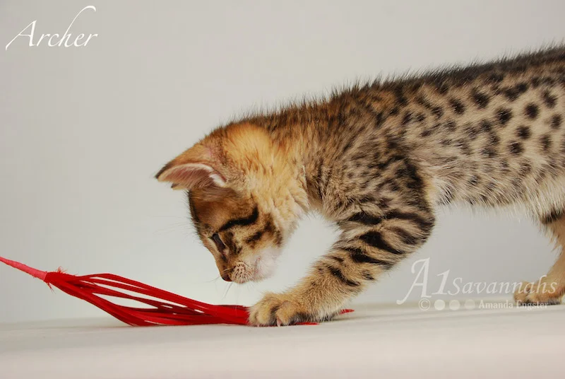 A1Savannahs Archer F3 Male Savannah Kitten