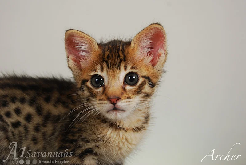 A1Savannahs Archer F3 Male Savannah Kitten