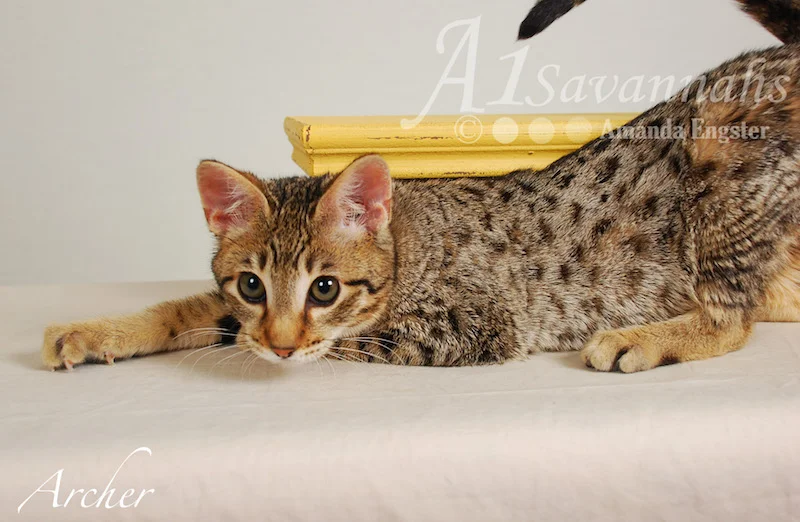 A1Savannahs Archer F3 Male Savannah Kitten