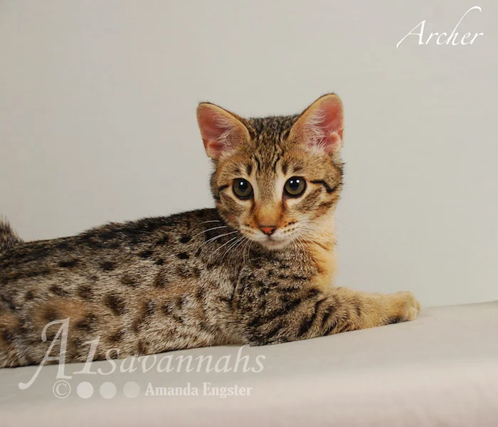 A1Savannahs Archer F3 Male Savannah Kitten