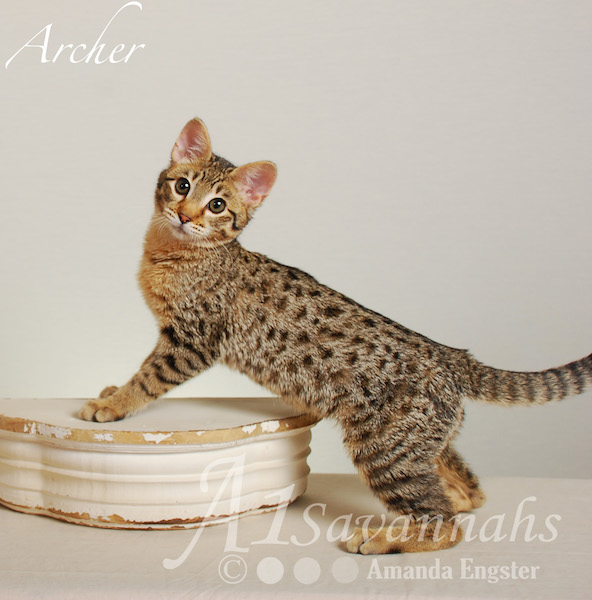 A1Savannahs Archer F3 Male Savannah Kitten