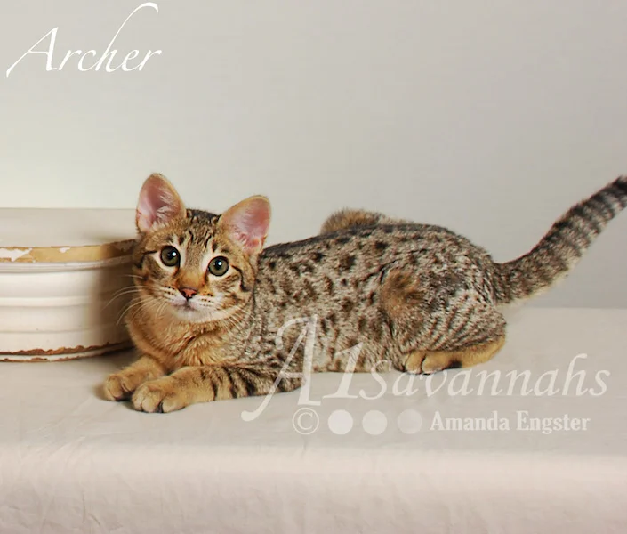 A1Savannahs Archer F3 Male Savannah Kitten