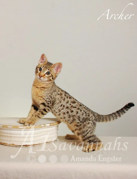A1Savannahs Archer F3 Male Savannah Kitten