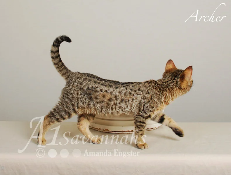 A1Savannahs Archer F3 Male Savannah Kitten