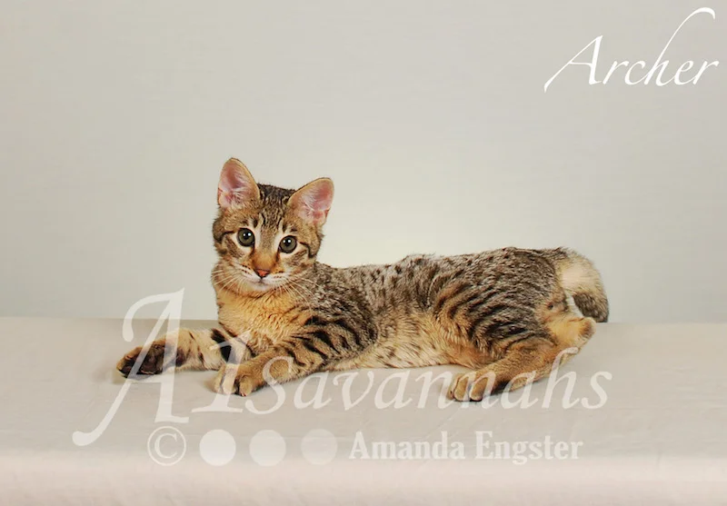 A1Savannahs Archer F3 Male Savannah Kitten