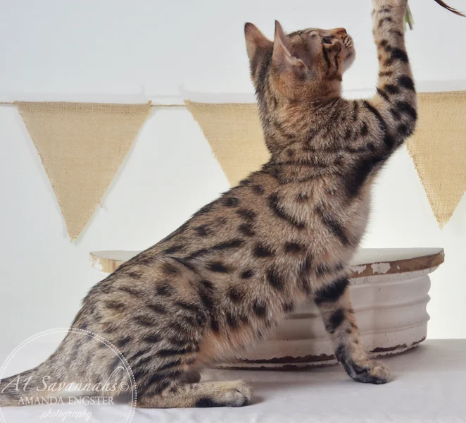 A1Savannahs Harmony F5A Female Savannah Kitten