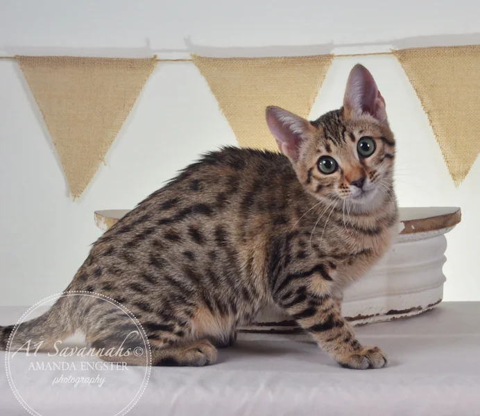 A1Savannahs Harmony F5A Female Savannah Kitten
