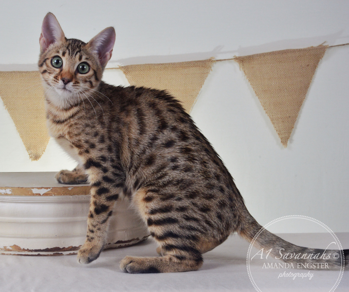 A1Savannahs Harmony F5A Female Savannah Kitten