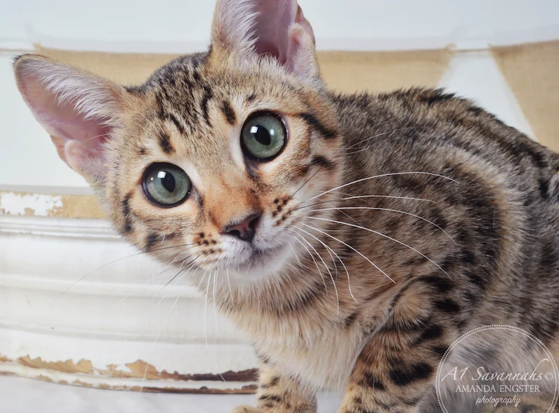 A1Savannahs Harmony F5A Female Savannah Kitten