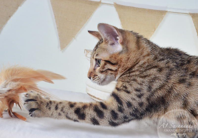 A1Savannahs Harmony F5A Female Savannah Kitten