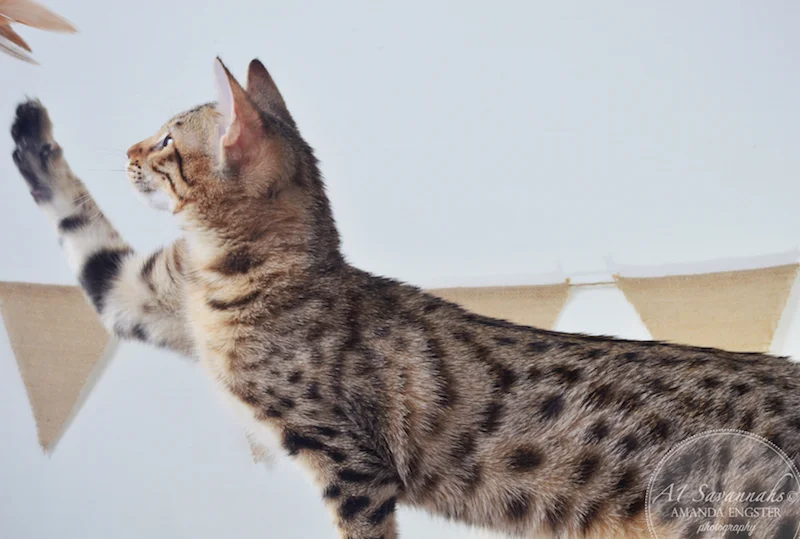 A1Savannahs Harmony F5A Female Savannah Kitten
