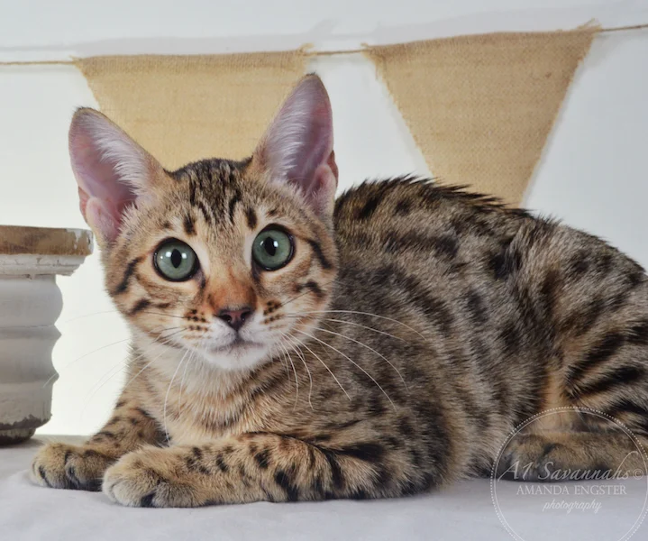 A1Savannahs Harmony F5A Female Savannah Kitten