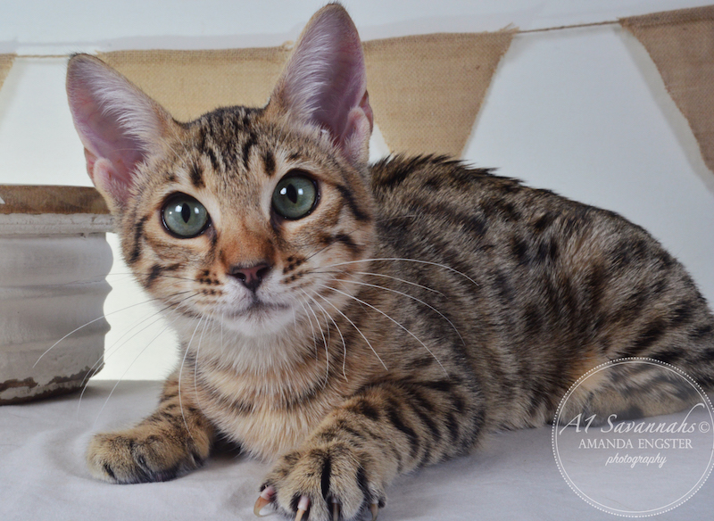 A1Savannahs Harmony F5A Female Savannah Kitten