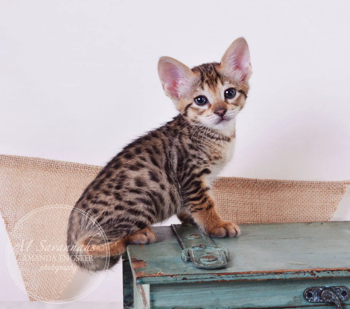 A1Savannahs Tedric F3 Male Savannah Kitten