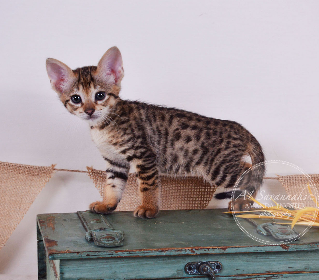 A1Savannahs Tedric F3 Male Savannah Kitten