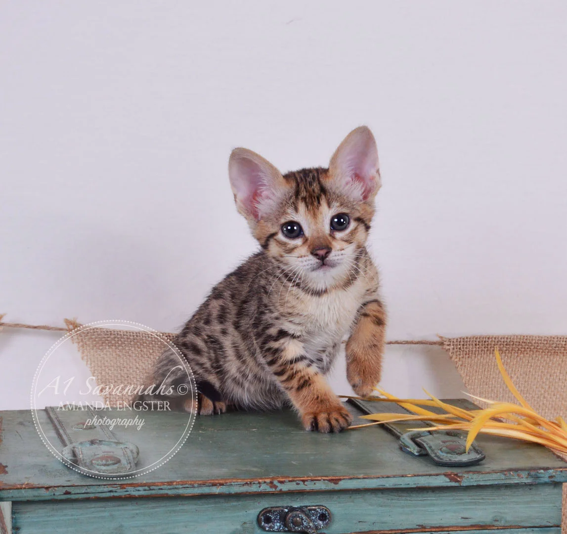 A1Savannahs Tedric F3 Male Savannah Kitten